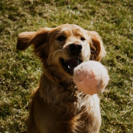 dog playing with ball